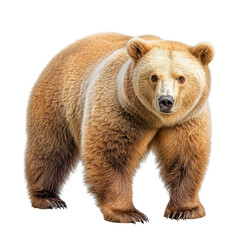 Obraz premium Majestic brown bear standing confidently in a natural setting, showcasing its thick fur and powerful physique near a forested area transparent background