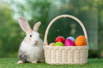 Bunny easter fluffy rabbit with basket full of colorful easter eggs on green garden nature flowers background on sunny day, Lovely mammal with bright eyes in nature life. Symbol of easter day. 