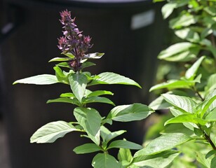 Plants, vegetables, Thai herbs, leafy vegetables, Thai herbs, food, turmeric, lemongrass, kaffir lime leaves