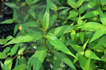 Plants, vegetables, Thai herbs, leafy vegetables, Thai herbs, food, turmeric, lemongrass, kaffir lime leaves