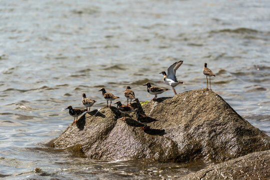 Birds on rocks on the beach
