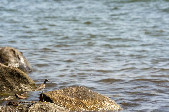 Birds on rocks on the beach