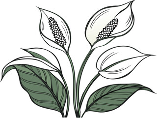Vector art of peace lily flowers, featuring elegant white petals and lush green leaves, perfect for adding a touch of nature to any design with its graceful and calming presence