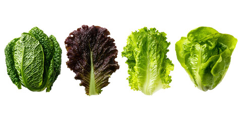 various leaves of lettuce vegetables isolated on a transparent background.