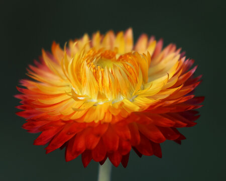 Strawflower (Xerochrysum bracteatum) in bloom, macro, with dark background