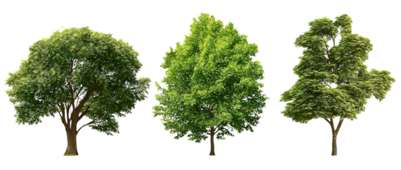 three different types of green trees, in a png file with a transparent background.