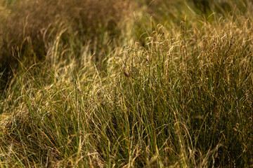 Autumn Nature Landscape with Wildlife and Plants