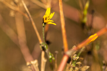 Autumn Nature Landscape with Wildlife and Plants