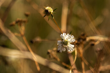 Autumn Nature Landscape with Wildlife and Plants