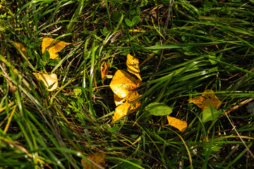 Autumn Nature Landscape with Wildlife and Plants