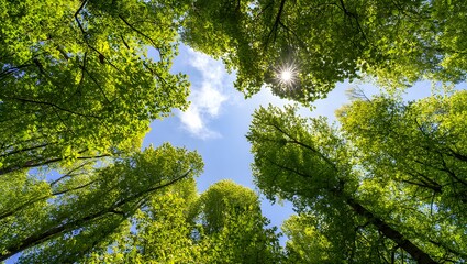 Fototapeta premium Lush Green Canopy, Sunlight Through Leaves, Spring Forest, Upward View, Vibrant Nature Photography