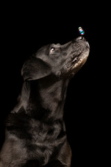 Schwarzer Hund vor schwarzem Hintergrund mit Seifenblasen 