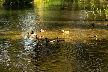 ducks on the lake