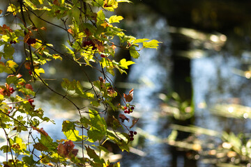 Autumn Nature Landscape with Wildlife and Plants