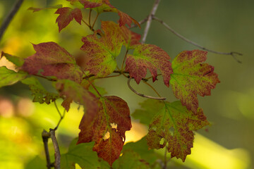 Autumn Nature Landscape with Wildlife and Plants