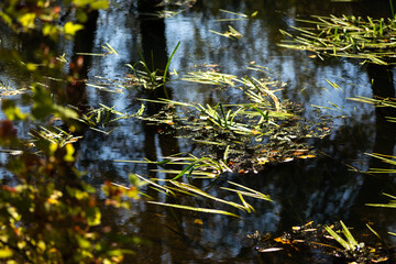 Autumn Nature Landscape with Wildlife and Plants