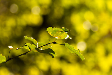 Autumn Nature Landscape with Wildlife and Plants