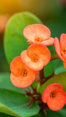 Fototapeta premium Close-up of vibrant coral flowers