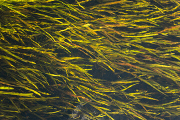 Autumn Nature Landscape with Wildlife and Plants