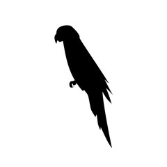 Silhouette of a Parrot 