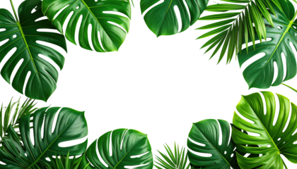 Tropical leaves frame a dark background