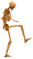 3D Rendering Human Skeleton on White