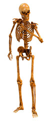 3D Rendering Human Skeleton on White
