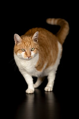 katze vor dunklem Hintergrund