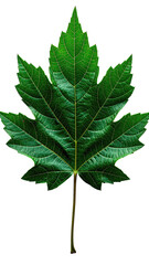 Fototapeta premium Close-up of a vibrant green maple leaf