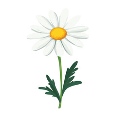 vector White daisy with green leaves