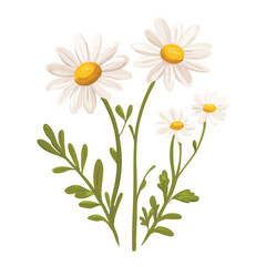 Delicate white daisies with green leaves.  A bouquet of cheerful blooms