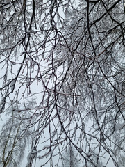 trees in snow