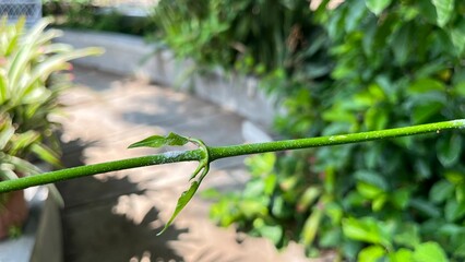 Mealybugs on leaves that disrupt growth