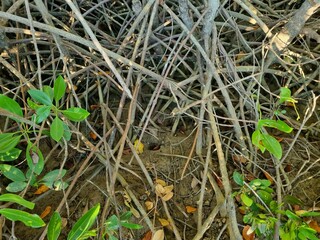 Close up of magrove trees with branches with green leaves. Close up of mangrove leaf. Detail of mangrove trees along the mangrove forest. Fresh green natural color of the nature