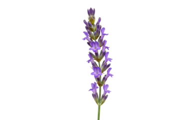 A single lavender stem with vibrant deep purple florets, visible yellow stamens, and undeveloped buds, isolated on transparent studio background with copy space, botanical elegance concept
