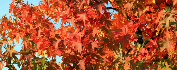 Japanese maple, palmate, autumn tree with yellow, red, orange, leaves, autumn landscape. Japanese...