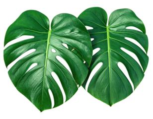 Two vibrant monstera leaves