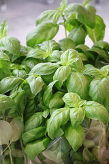 Close-up of fresh basil plant – aromatic green herb leaves