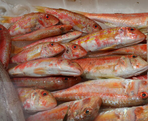 fresh red mullets just caught on ice ready for sale at the fish market