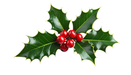 Close-up of holly sprig with red berries