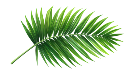 Vibrant palm leaf illustration