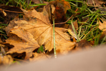 Beautiful autumn park, autumn nature, pond in autumn, yellow leaves