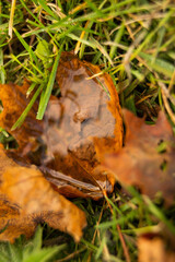 Beautiful autumn park, autumn nature, pond in autumn, yellow leaves