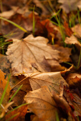 Beautiful autumn park, autumn nature, pond in autumn, yellow leaves