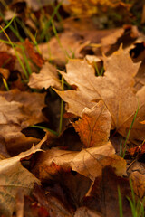 Beautiful autumn park, autumn nature, pond in autumn, yellow leaves