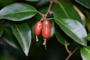 Elaeagnus glabra, called Borijang tree, is an evergreen climbing tree with silvery backed leaves and thorns. It tolerates coastal areas and bears white flowers and red fruits in late autumn.