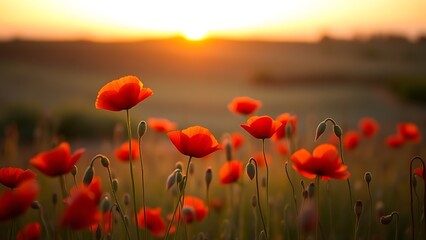 Fototapeta premium Golden sunset over a field of red poppies, capturing the tranquility of nature in warm light.