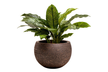 Obraz premium Tropical green leaves in brown pot isolated on transparent background.