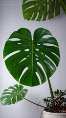 Lush green monstera leaf against a plain white background