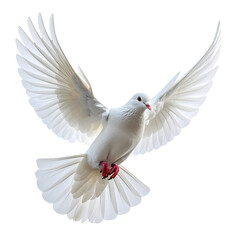 Fototapeta premium White dove in flight against black background (3)